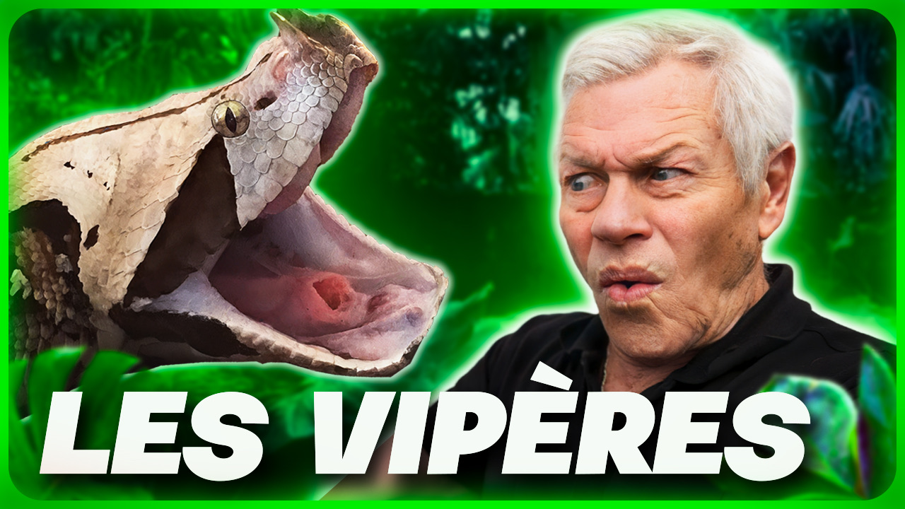 Miniature : vipère du Gabon